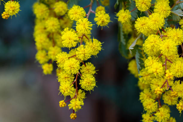istock Very beautiful mimosa flower closeup. 2154135738