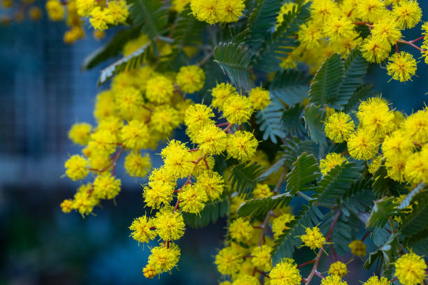 istock Very beautiful mimosa flower closeup. 2154135812