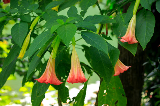 istock Orange Devil's Trumpet or Angel's Trumpet flower on tree 2154136233
