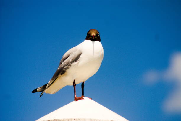 Seagull perched on a pillar on a sunny day with blue sky and clouds