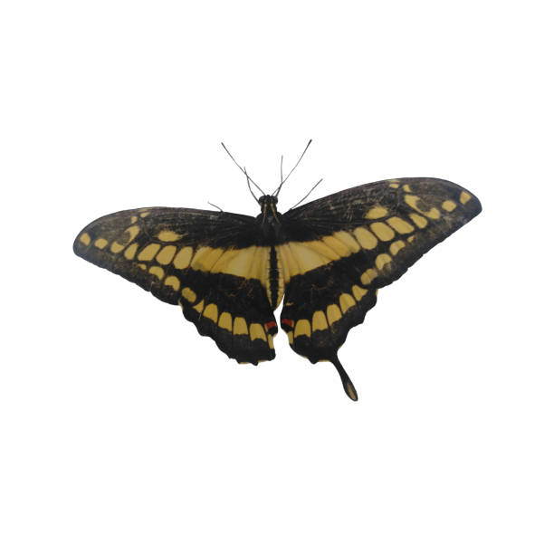istock Tropical Butterfly Isolated on White Background. 2154136853