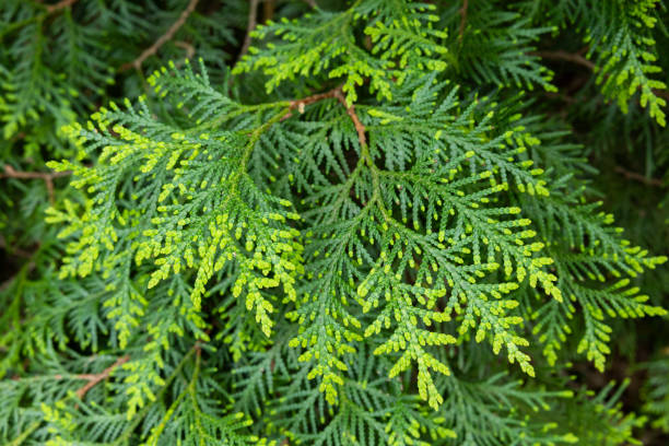 istock Young leaves of the forest Oriental arborvitae. 2154137254