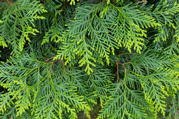 istock Young leaves of the forest Oriental arborvitae. 2154137258