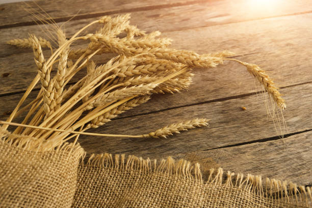 istock Bunch wheat ears on burlap and wooden background. 2154138022