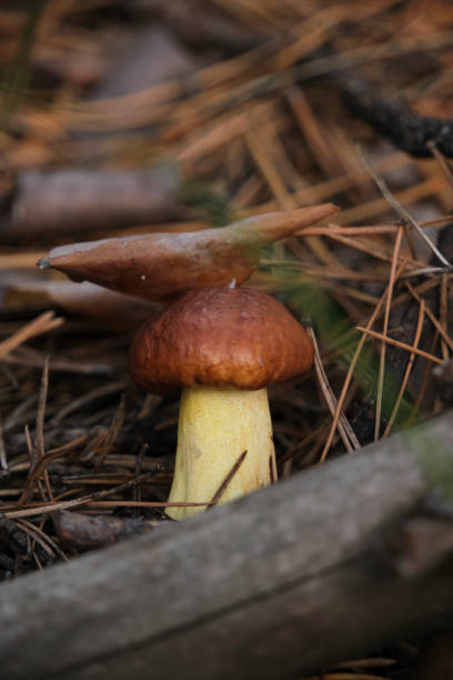 Fresh little mushroom in forest floor