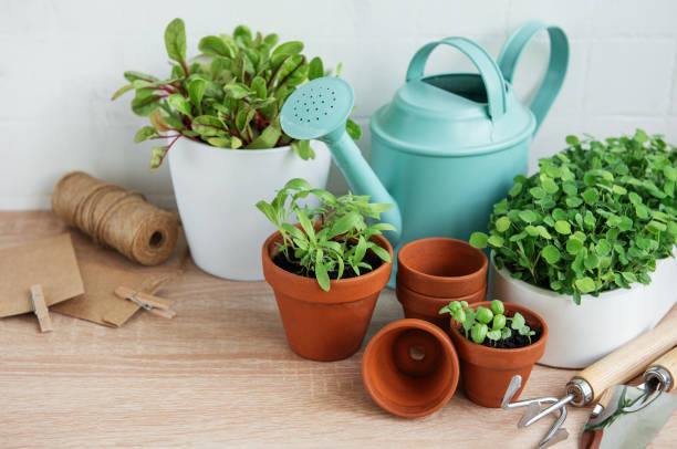 istock Indoor Herb Garden Kit With Fresh Green Plants 2154138409