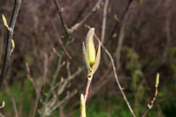 istock Magnolia kobus buds open under the spring sun in a botanical garden 2154138762