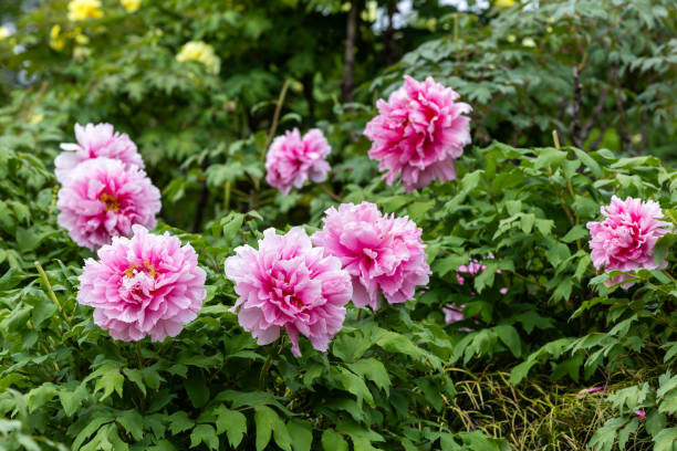 istock Pink tree peony flowers blooming in the garden. 2154138925