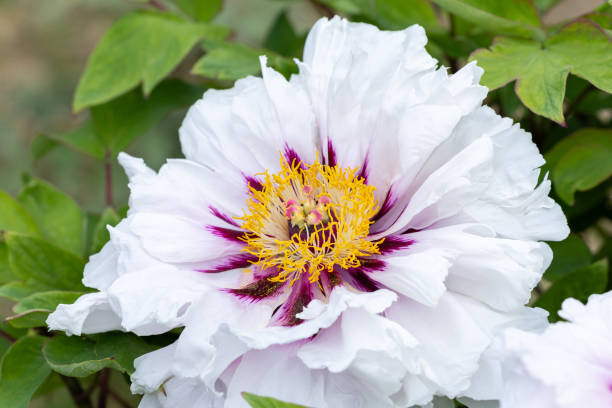 istock White tree peony flowers blooming in the garden. 2154139839