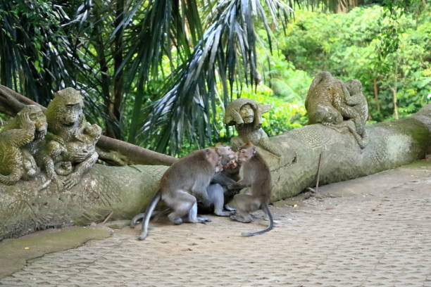 istock Long-tailed macaques (Macaca fascicularis) in Sacred Monkey Forest, Ubud, Indonesia 2154140723