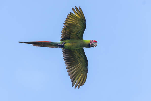 istock Ara ambiguus, great green macaw. 2154141591
