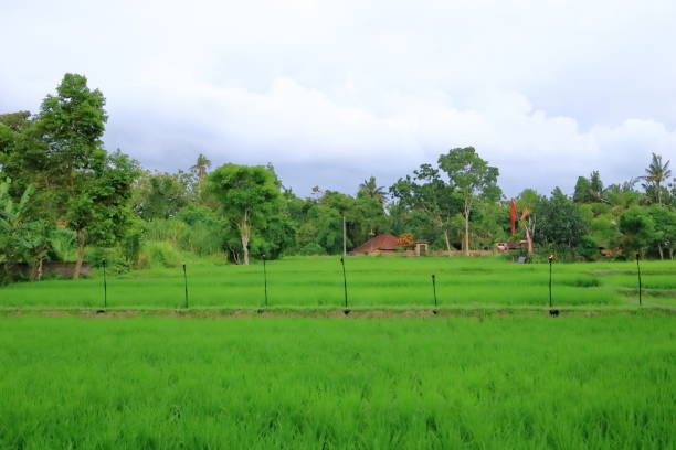 istock green rice terrace field in Bali, Indonesia 2154142139