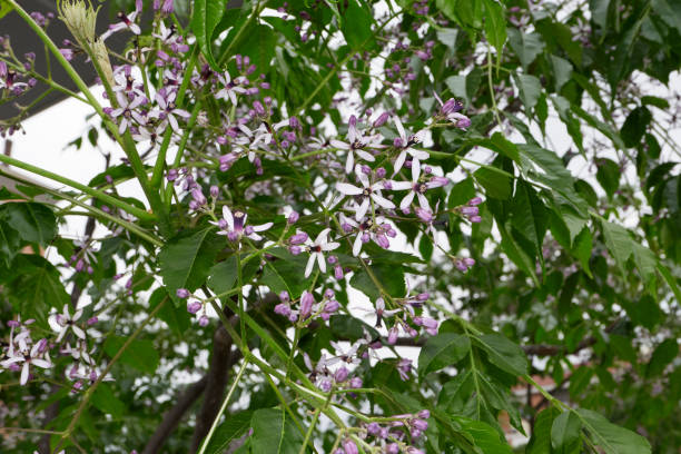 Melia azedarach tree in bloom Melia azedarach tree lilac flowers close up chinaberry stock pictures, royalty-free photos & images