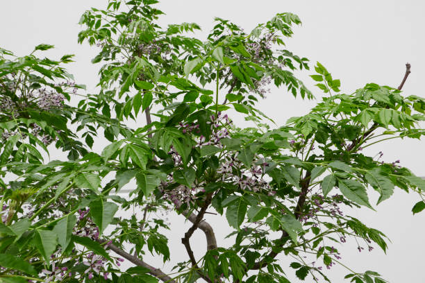Melia azedarach tree in bloom Melia azedarach tree lilac flowers close up chinaberry stock pictures, royalty-free photos & images