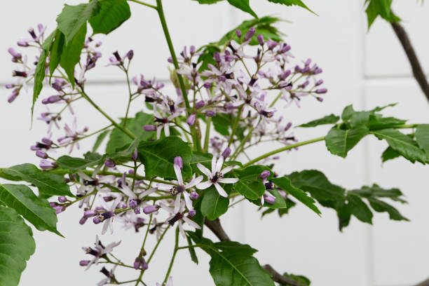 Melia azedarach tree in bloom Melia azedarach tree lilac flowers close up chinaberry stock pictures, royalty-free photos & images