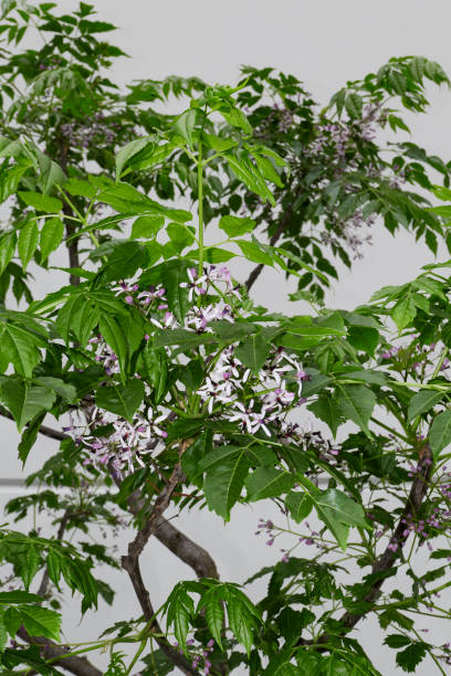 Melia azedarach tree in bloom Melia azedarach tree lilac flowers close up chinaberry stock pictures, royalty-free photos & images