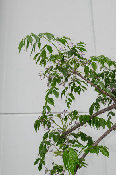 Melia azedarach tree in bloom Melia azedarach tree lilac flowers close up chinaberry stock pictures, royalty-free photos & images