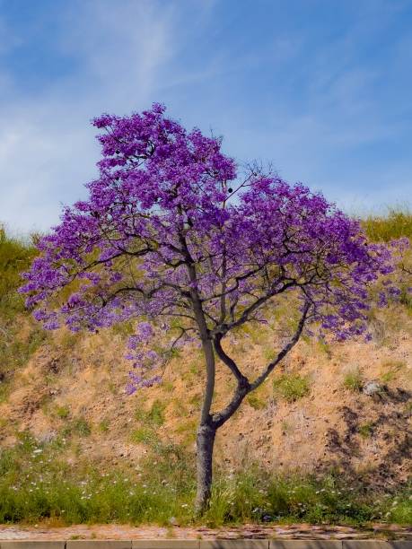 A stunning photograph of a Jacaranda tree in full bloom, showcasing its vibrant purple flowers. The striking color and delicate blossoms of the Jacaranda create a breathtaking display of nature's beauty. Ideal for projects that celebrate floral splendor, seasonal beauty, and the enchanting allure of blooming trees. Perfect for use in nature-themed designs, gardening content, and artistic endeavors.