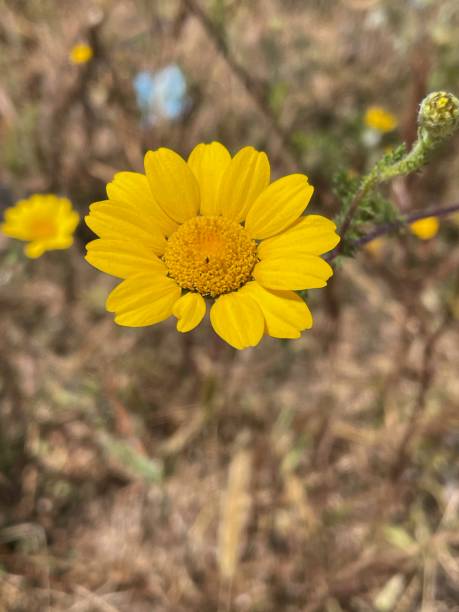 istock Anacyclus, Anacyclus radiatus, flower, yellow flower 2154142337