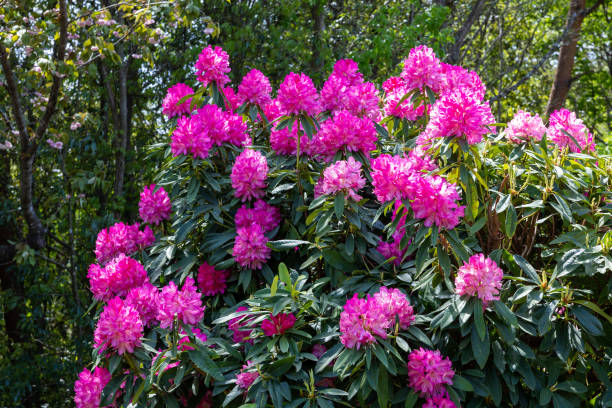 istock Rhododendron flowers bloomed in the forest. 2154142692