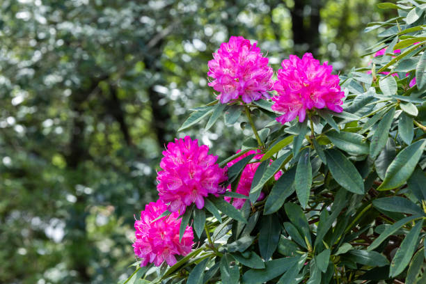 istock Rhododendron flowers bloomed in the forest. 2154142735