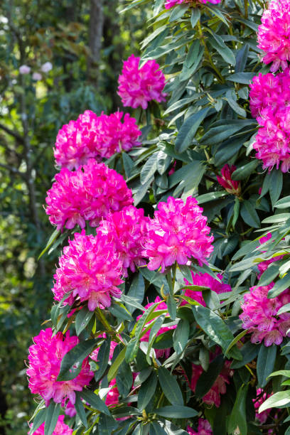 istock Rhododendron flowers bloomed in the forest. 2154142769