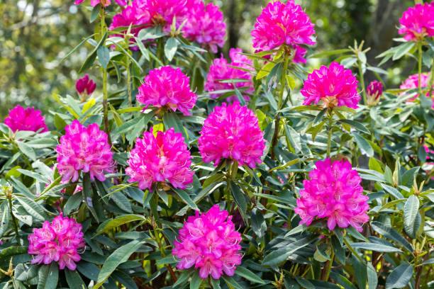 istock Rhododendron flowers bloomed in the forest. 2154142814