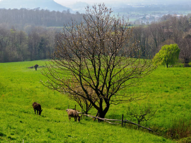 Cows on pasture in spring landscape, Slovakia