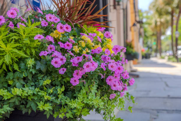 istock Charleston, South Carolina 2154143613