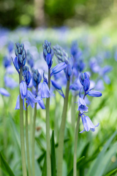 istock Scilla campanulata flowers blooming in the forest. 2154144292