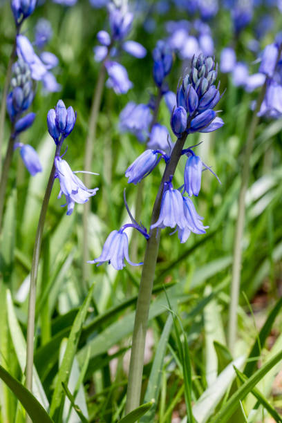 istock Scilla campanulata flowers blooming in the forest. 2154144409