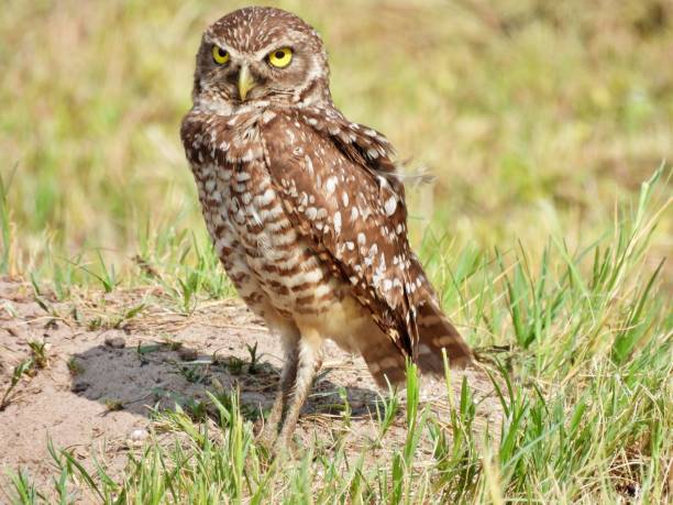istock Burrowing Owl (Athene cunicularia) - resting near it's den on the sand 2154144671