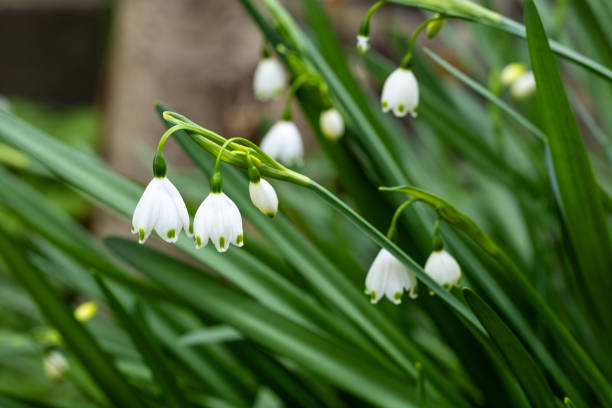 istock Snowdrops of neat flowers that bloom in early spring. 2154144799