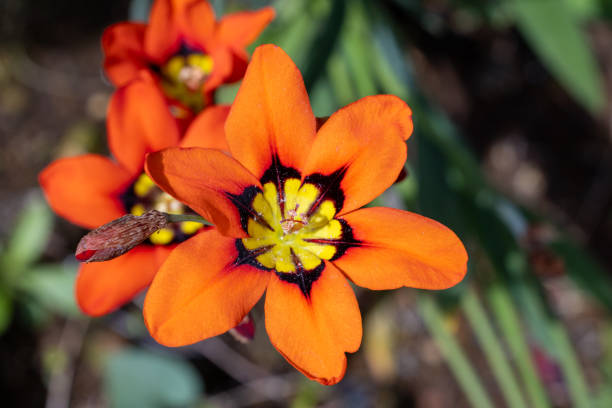 istock Orange Sparaxis flowers blooming in the garden. 2154145044