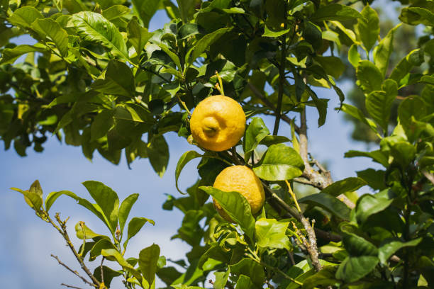 istock Wild lemons on a tree against a blue sky in Portugal. 2154145101