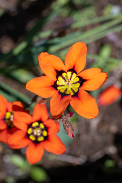 istock Orange Sparaxis flowers blooming in the garden. 2154145158