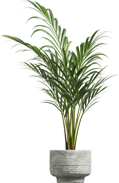 istock Side view of potted houseplant - Areca Palm 2154148376