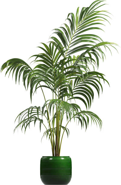 istock Side view of potted houseplant - Areca Palm 2154148537