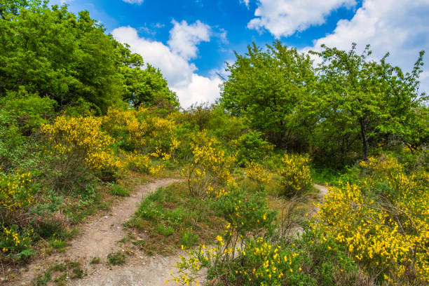 A hiking trail through the Rheingau Mountains with blooming gorse on a sunny spring day