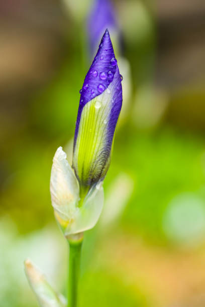 Closed flower head of an iris, with raindrops