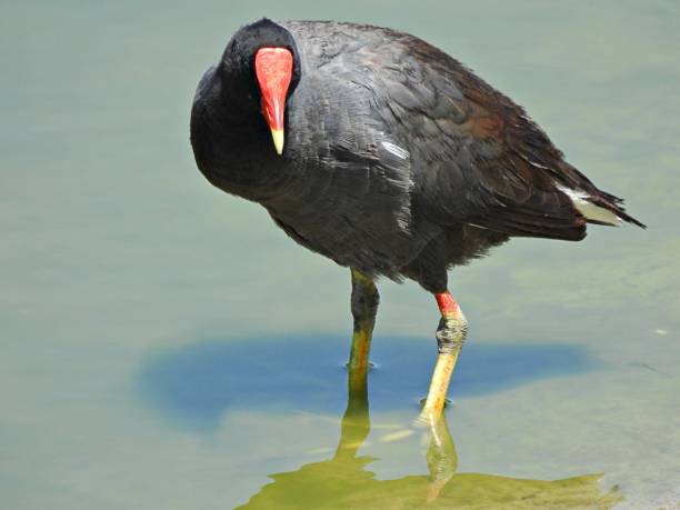istock Common Gallinule (Gallinula galeata) - standing in a lake 2154151262
