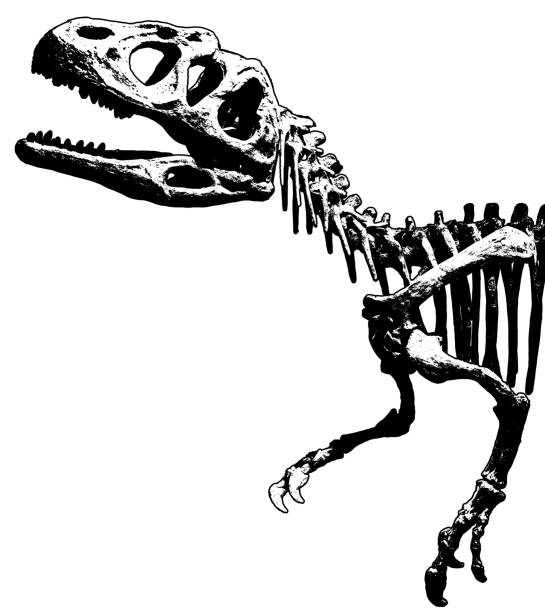 istock Piatnitzkysaurus dinosaur exhibited at paleontology museum 2154151739