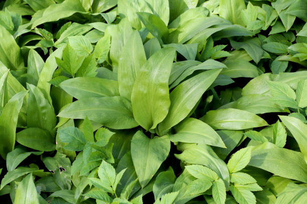 istock Wild garlic has been credited with many medicinal qualities and is a popular homeopathic ingredient. 2154152569