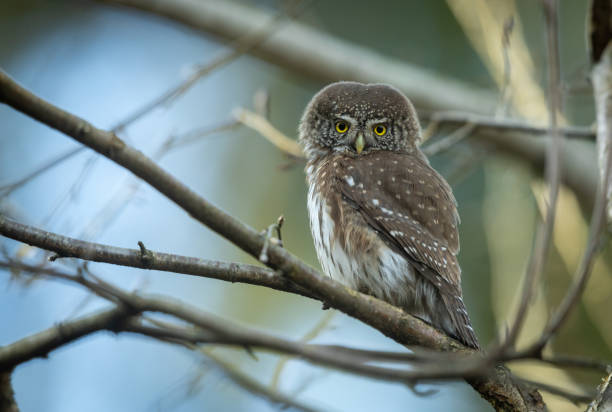 istock Eurasian pygmy owl (Glaucidium passerinum) 2154154556
