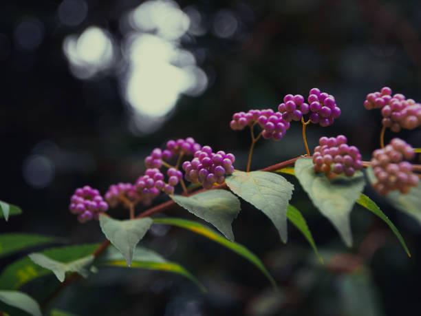 Some beautiful plant life shot on a long temple hike in Japan.