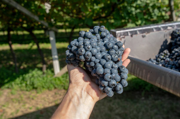 istock vineyard in Italy during harvesting 2154154813