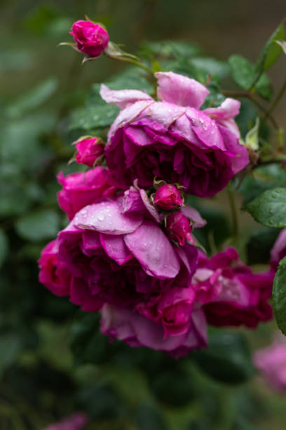 istock Beautiful Pink Roses After Rain 2154155042