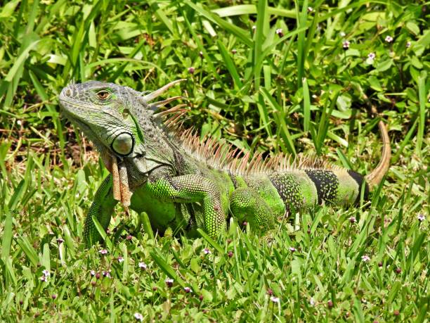 istock Green Iguana (Iguana iguana) - resting in the  grass 2154155059