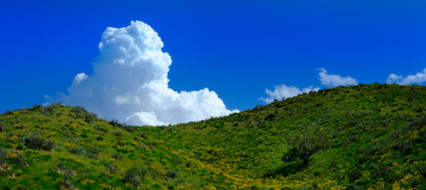 Yellow wildflowers in wilderness with sky and clouds growth