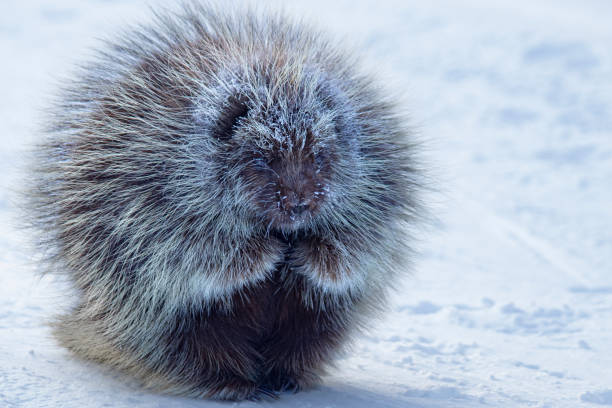 Barnie the porcupine